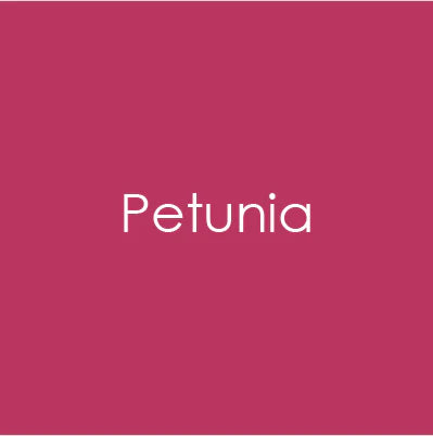 Heavy Base Weight Card Stock Petunia 10pk