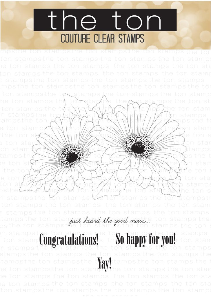 Duo de marguerites