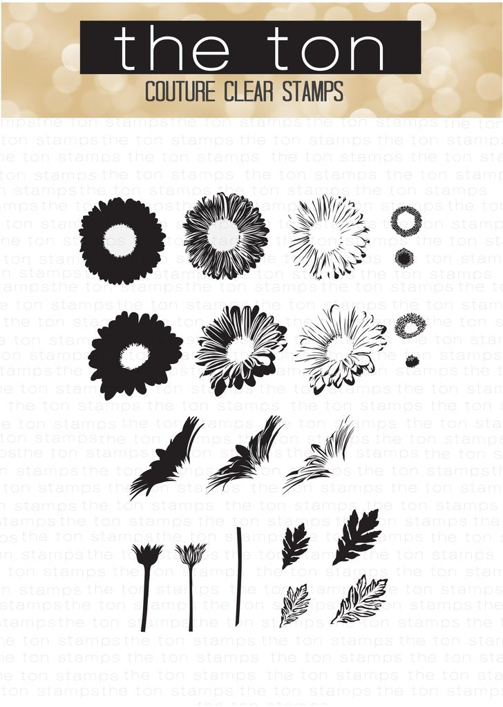 Marguerites fraîchement coupées