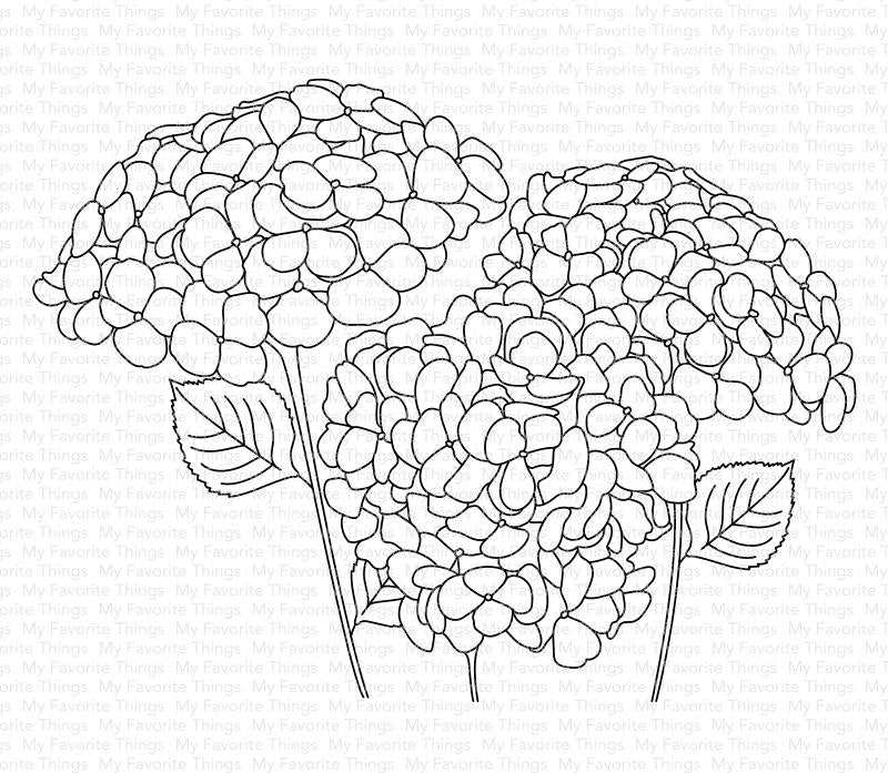 Hortensias en fleurs