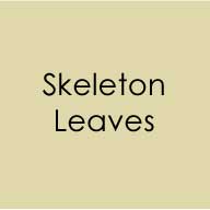 Enveloppes 10pk Feuilles Squelette