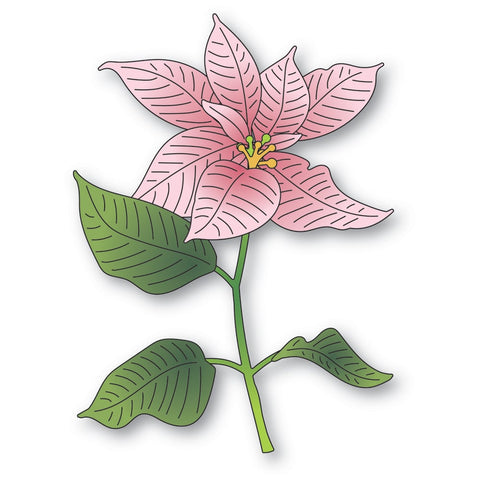 Poinsettia glorieux