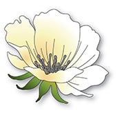 Anemone Bloom