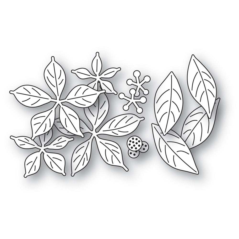 Blooming Poinsettias