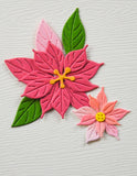 Blooming Poinsettias