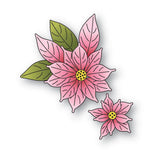 Blooming Poinsettias