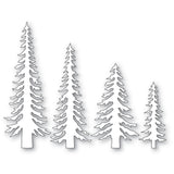 Tall Evergreen Trees