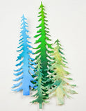 Tall Evergreen Trees