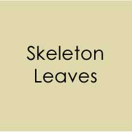 Envelopes 10pk Skeleton Leaves