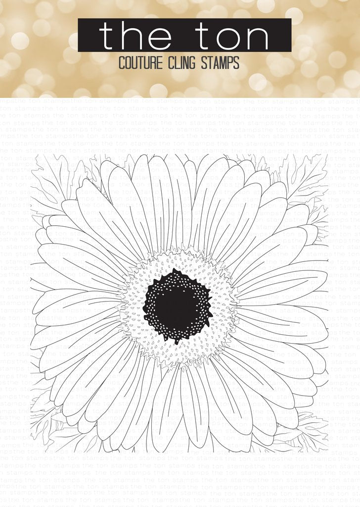Daisy (Full View) Close Up Cling Background